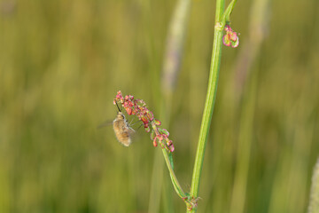 A large fly  on plant in nature