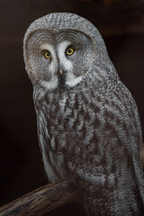 Great grey owl