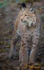 Eurasian lynx