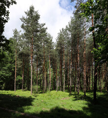 Clearing in the pine forest in a sunny day