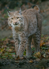 Eurasian lynx