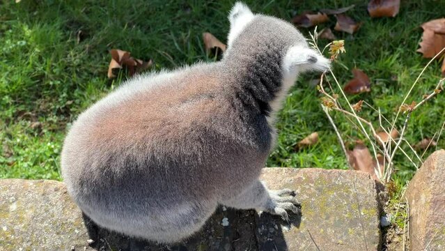 The cute and funny ring-tailed lemur. Stock video clip. 4K
