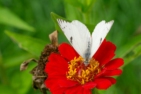 White Butterfly Sucking Nectar From A Red Flowr