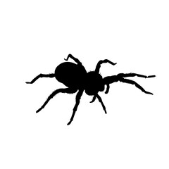 spider silhouette isolated - vector illustration