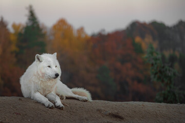 Arctic wolf