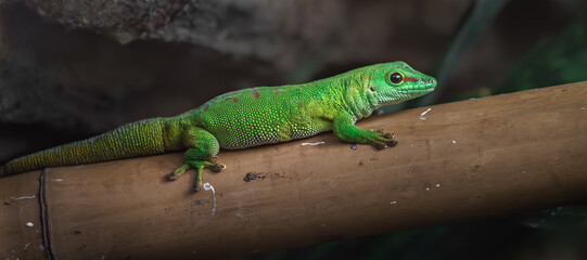 Phelsuma grandis
