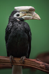 Palawan hornbill