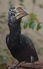 Silvery-cheeked hornbill