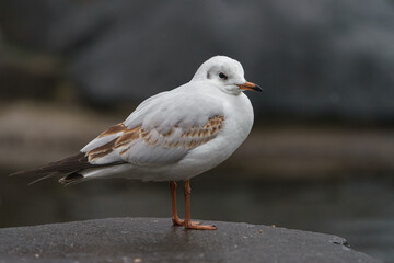 Larus