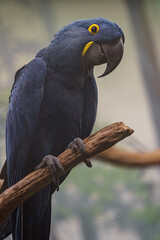 Hyacinth macaw
