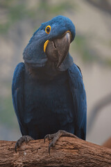 Hyacinth macaw