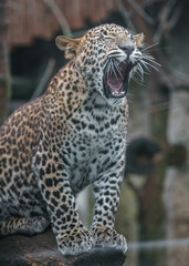 Sri Lankan leopard