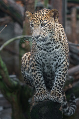 Sri Lankan leopard