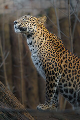 Sri Lankan leopard