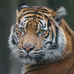 Sumatran tiger
