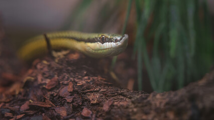 Baron's green racer