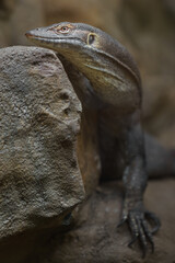 Mertens' water monitor