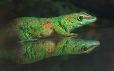 Phelsuma madagascariensis