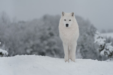Arctic wolf