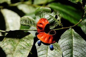 Seeds of Abarema cochliocarpos is a species of tree in the legume family, Fabaceae. Its common name...