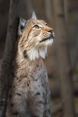 Eurasian lynx