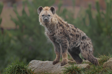 Spotted hyena