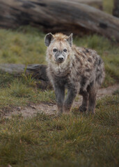 Spotted hyena