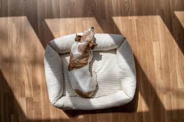 Relaxing dog at home resting in white pet bed. sunny bright day. parquet floor contrast dark...