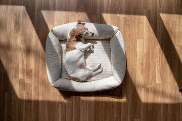 Sleeping dog top view from above small dog relaxing on comfortable pet sofa lies on left side at sunny bright day. parquet floor. Sleepy napping siesta pet time. 