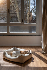 Fototapeta na wymiar Dog bed in light room with windows. Small dog resting in comfortable white bed in room with parquet floor. Sunny bright day with contrast shadows