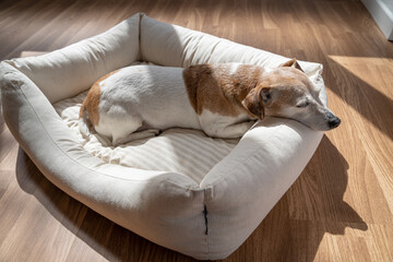 Obraz premium Sleeping elderly dog Jack Russell terrier. Sunny day siesta rest sleeping. Enjoying comfortable white dog bed indoor. Resting Jack Russell terrier. Adorable portrait of resting pet 