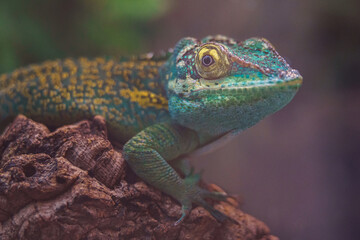 Baracoa giant anole