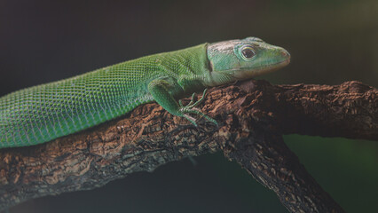 Green keel-bellied lizard