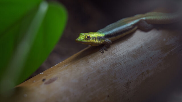 Yellow-headed day gecko