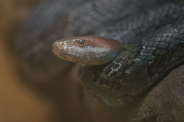 Orthriophis moellendorffi