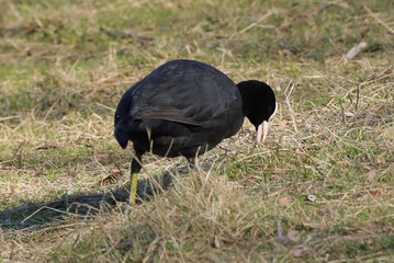 Foulque macroule (Fulica atra)