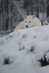 Obraz premium Arctic wolf