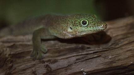 Standing's day gecko