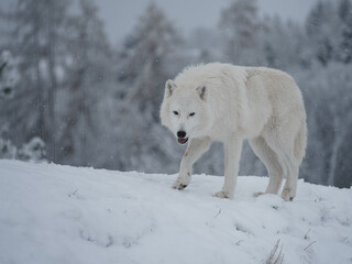 Arctic wolf