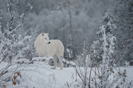 Arctic wolf © Josef