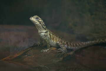 Philippine sailfin lizard