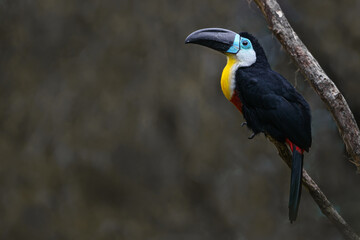 Channel-billed toucan