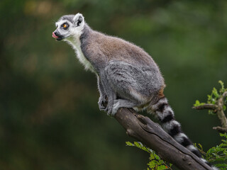Ring tailed lemur