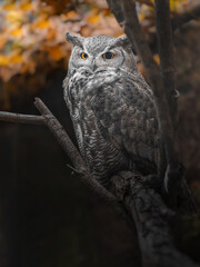 Great horned owl
