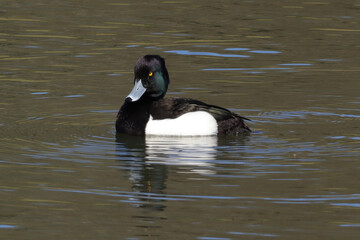 Fuligule morillon (Aythya fuligula)