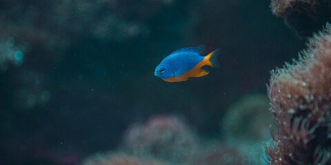 Fototapeta na wymiar Blue and yellow aquarium fish