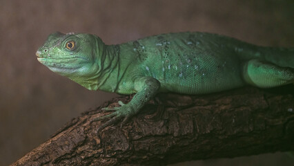 Plumed basilisk