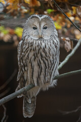 Ural owl
