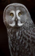 Great grey owl
