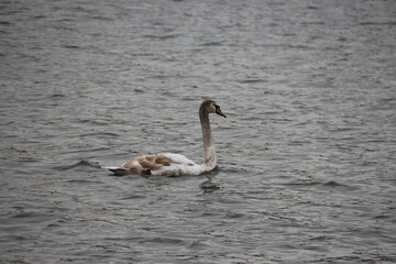 Cisne